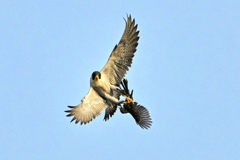 ハヤブサの勇姿