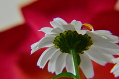 花模様