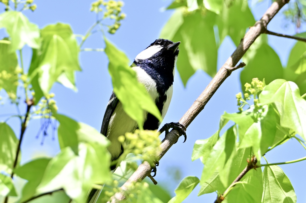 新緑に遊ぶシジュウカラ