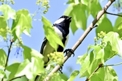 新緑に遊ぶシジュウカラ