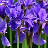 賑やかなアヤメ達！