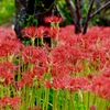 朝陽に光る彼岸花