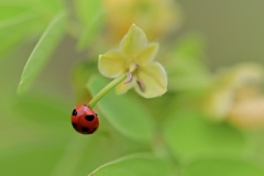 てんとう虫の遊び場