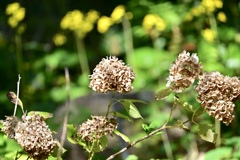 枯れ紫陽花と石蕗の花