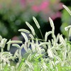 逆光に輝く草むら