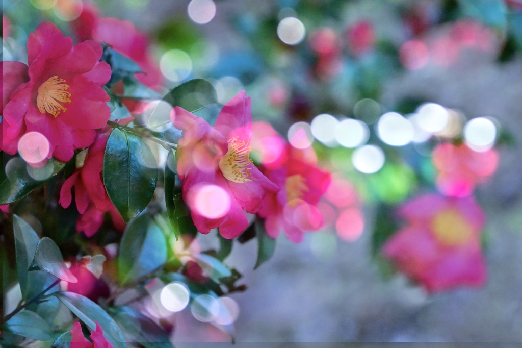 眩しいサザンカ