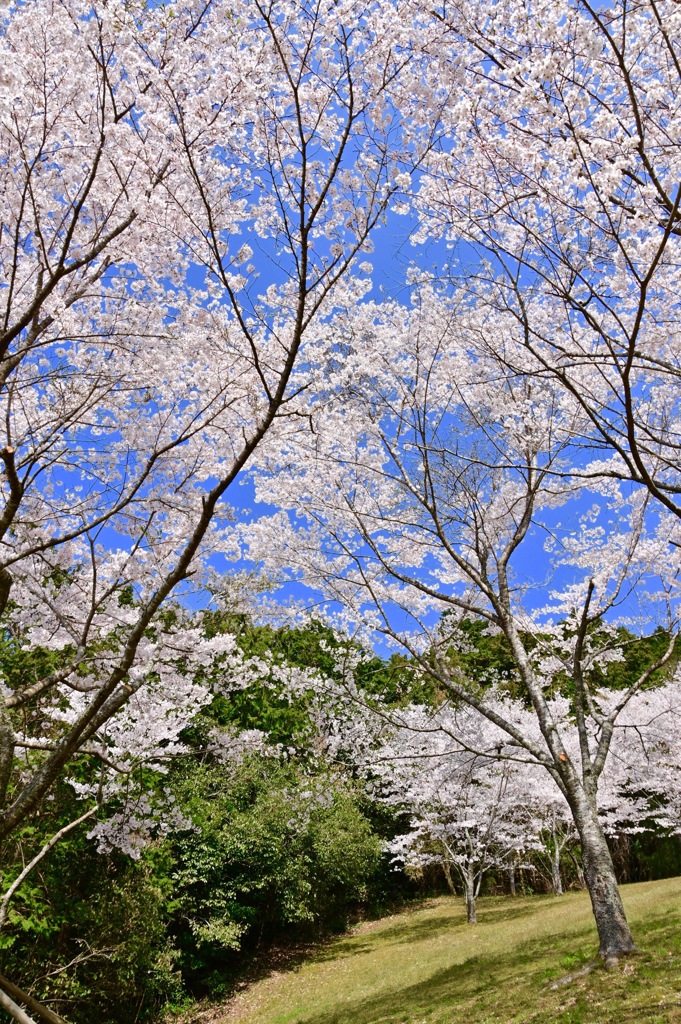 満開の桜