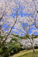 満開の桜
