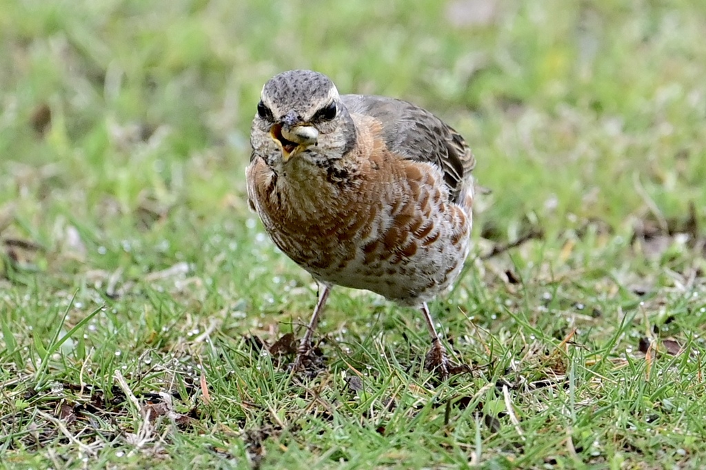 強面のハチジョウさん‼︎