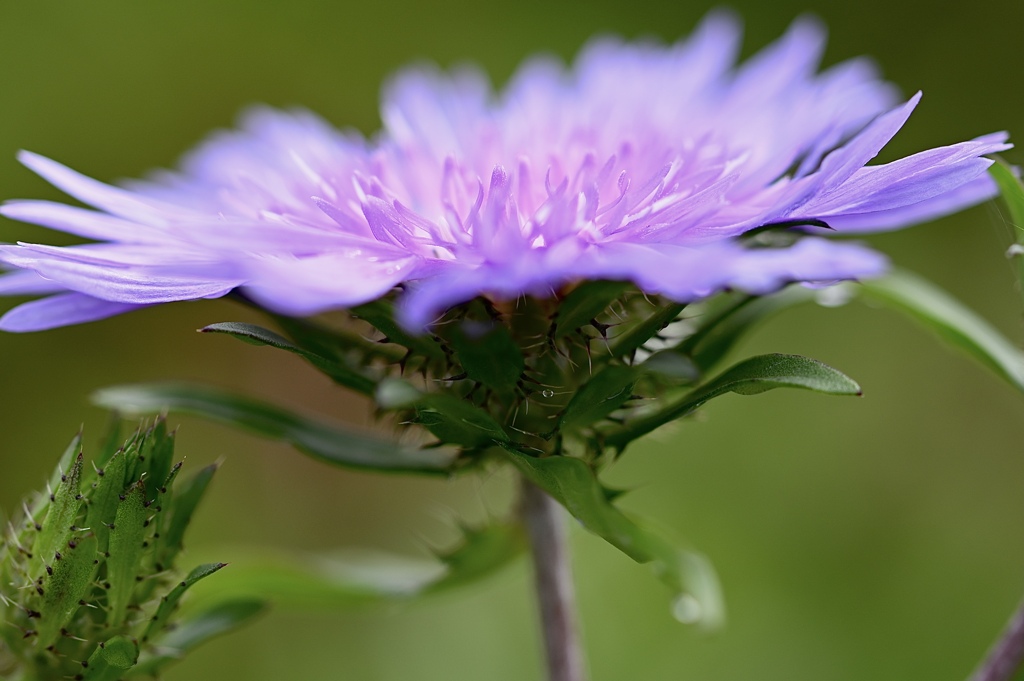 萌え〜る花