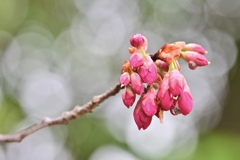 雨上がりの寒緋桜