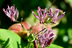 ホトトギス咲く