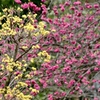 春爛漫‼︎