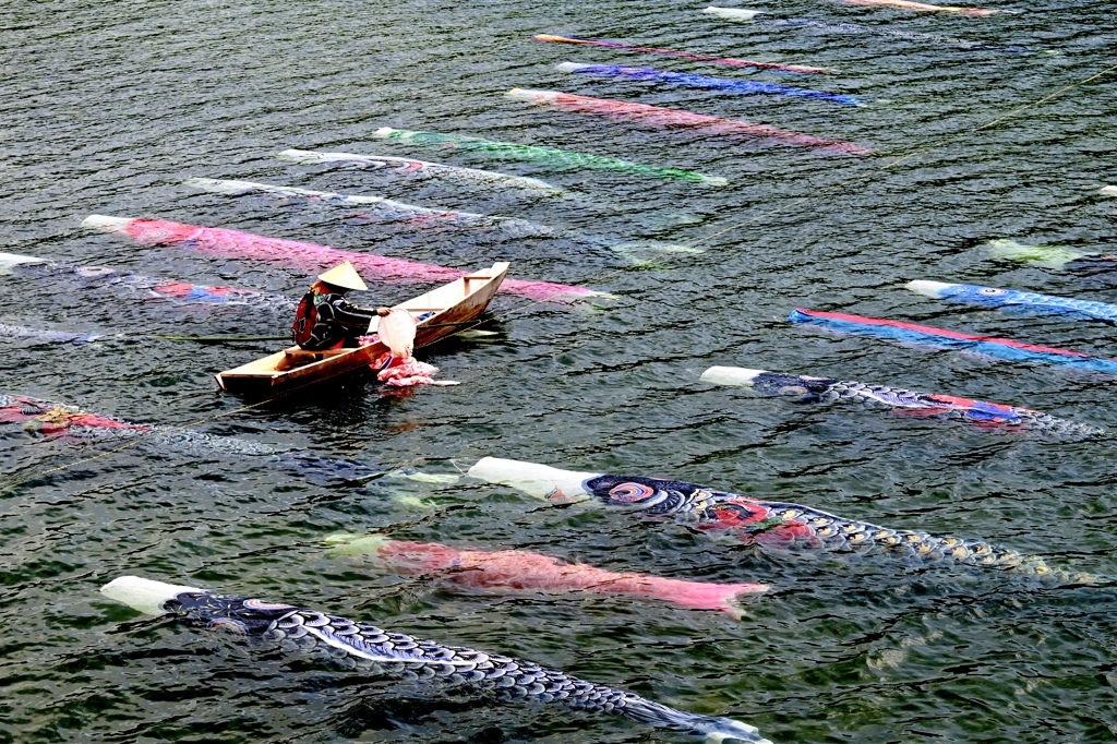 鯉流しの準備中