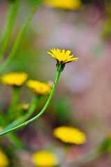 お花