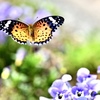 花から花へ
