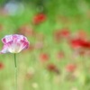鮮やかなポピー