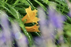 噴水に濡れる花
