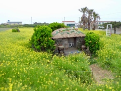 面白い花畑