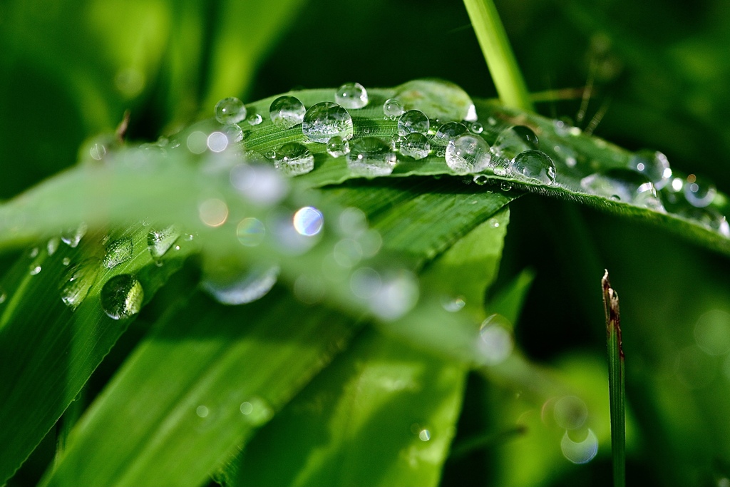 雨上がりの朝