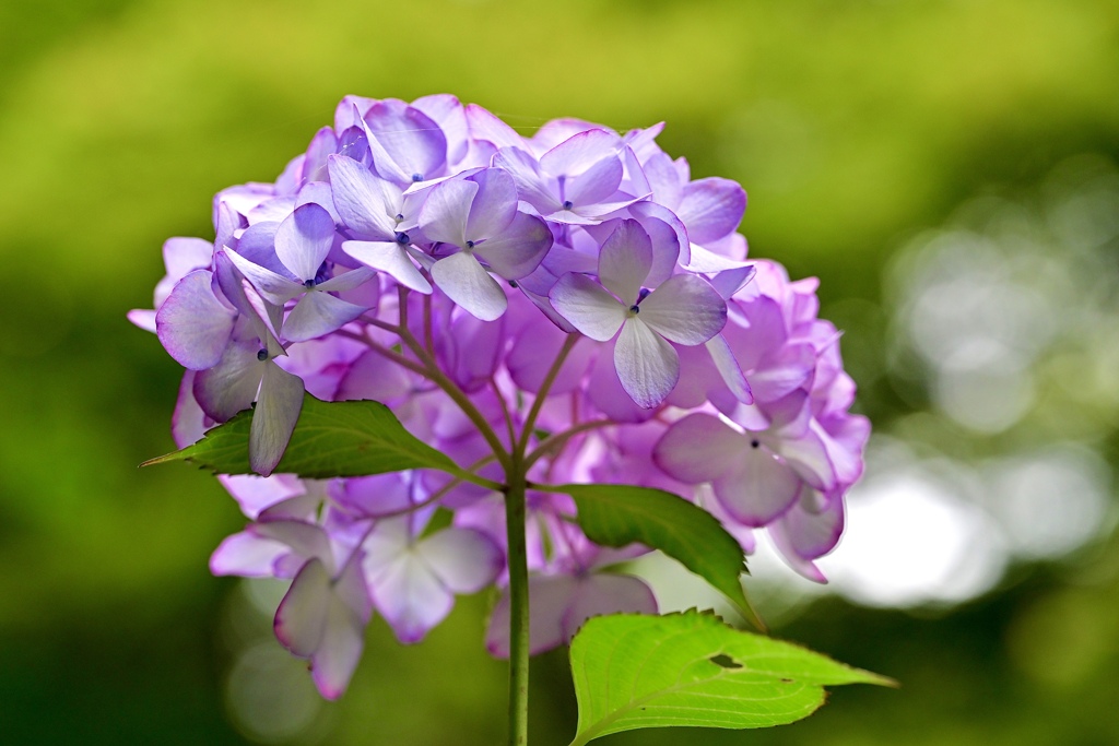 萌える花