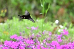 花園を飛ぶジャコウアゲハ