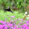 花園を飛ぶジャコウアゲハ