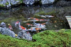 石庭を泳ぐ鯉