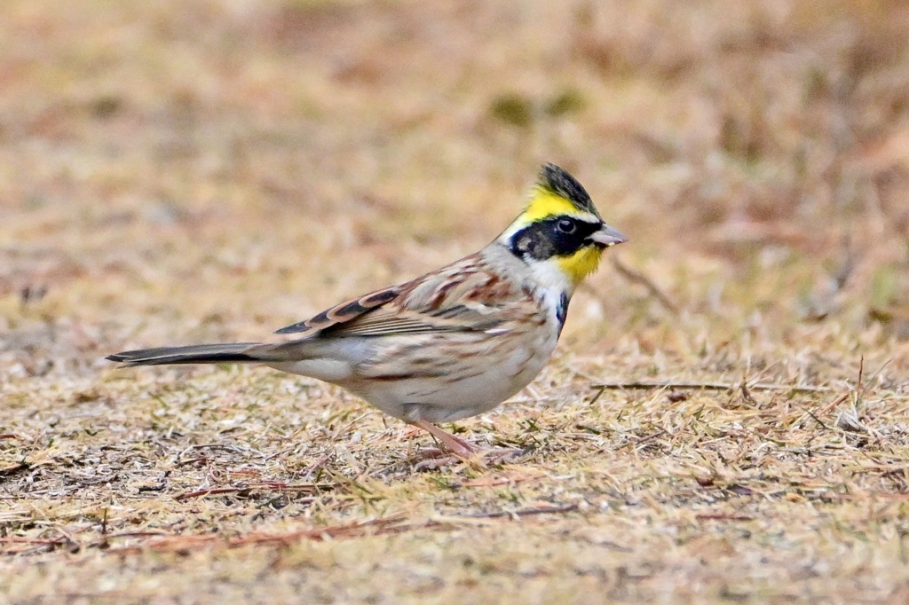 ダンディー君！