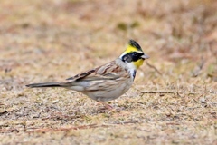 ダンディー君！