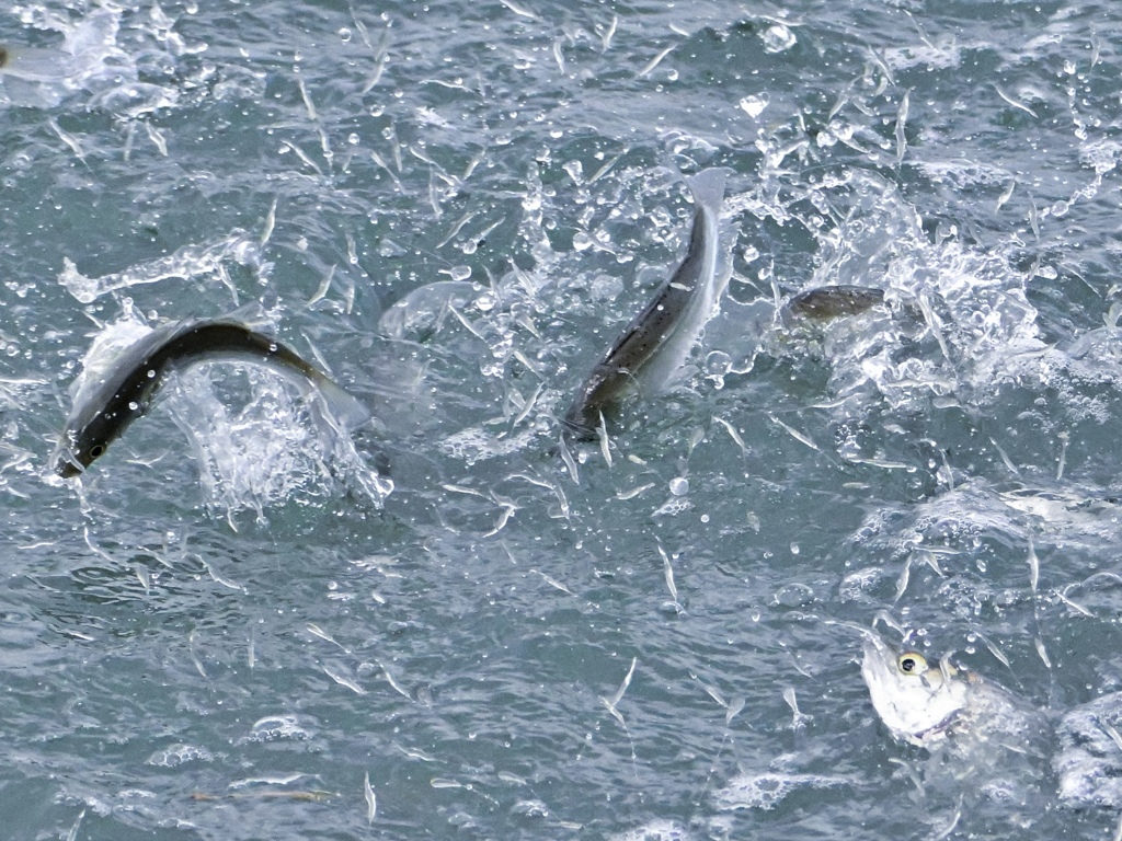 追う魚対逃げるエビ！