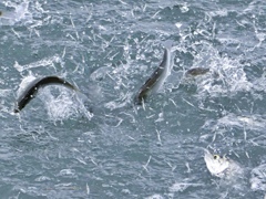 追う魚対逃げるエビ! 追う魚対逃げるエビ!