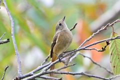 帰って来たジョビ子