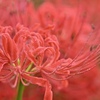 雫つく彼岸花