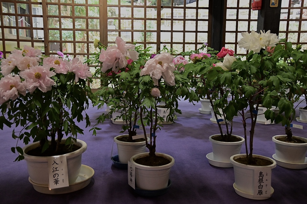 寒牡丹咲く