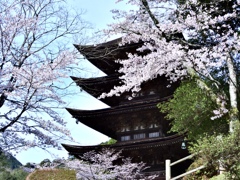 桜に囲まれた五重の塔