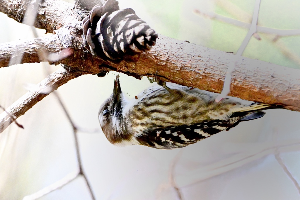 コゲラさんのお仕事