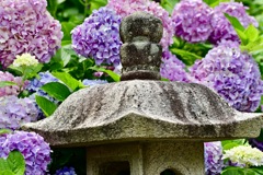 紫陽花に囲まれて