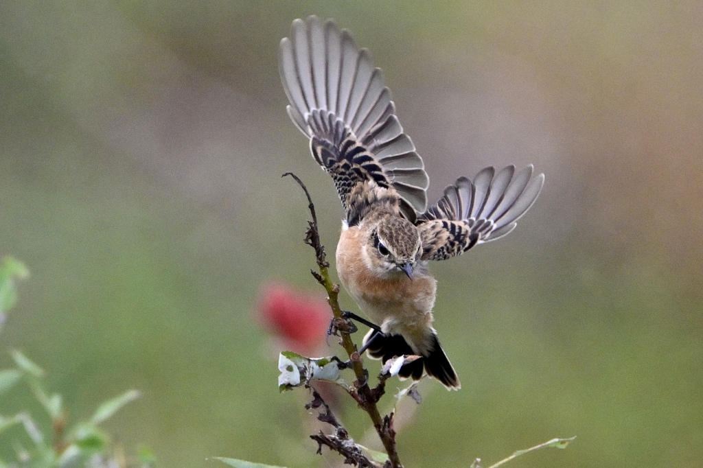 ノビさんの飛翔