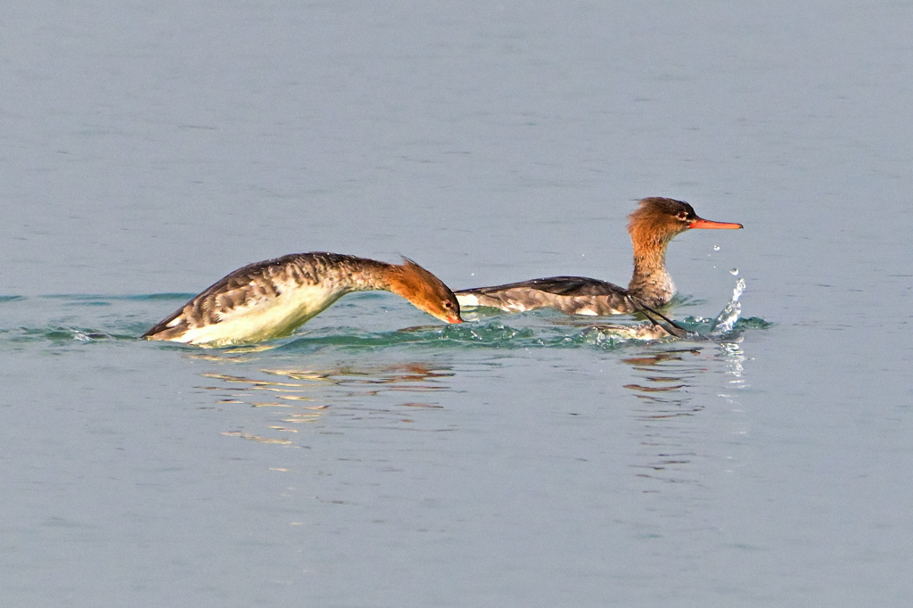 仲良しのウミアイサ