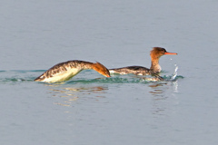 仲良しのウミアイサ