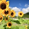 里山の夏