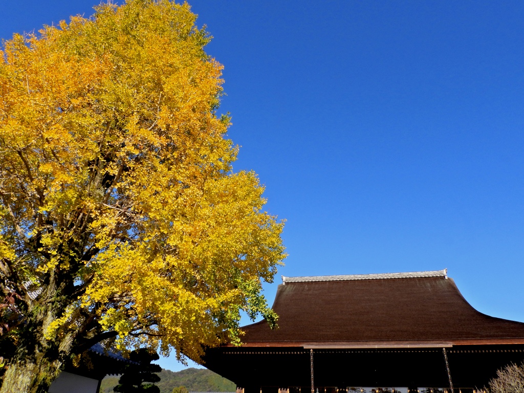 イチョウとお寺と青空