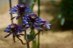艶やかな花
