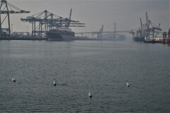 ロングビーチ港に浮かぶ海鳥