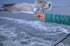 松島のカモメ