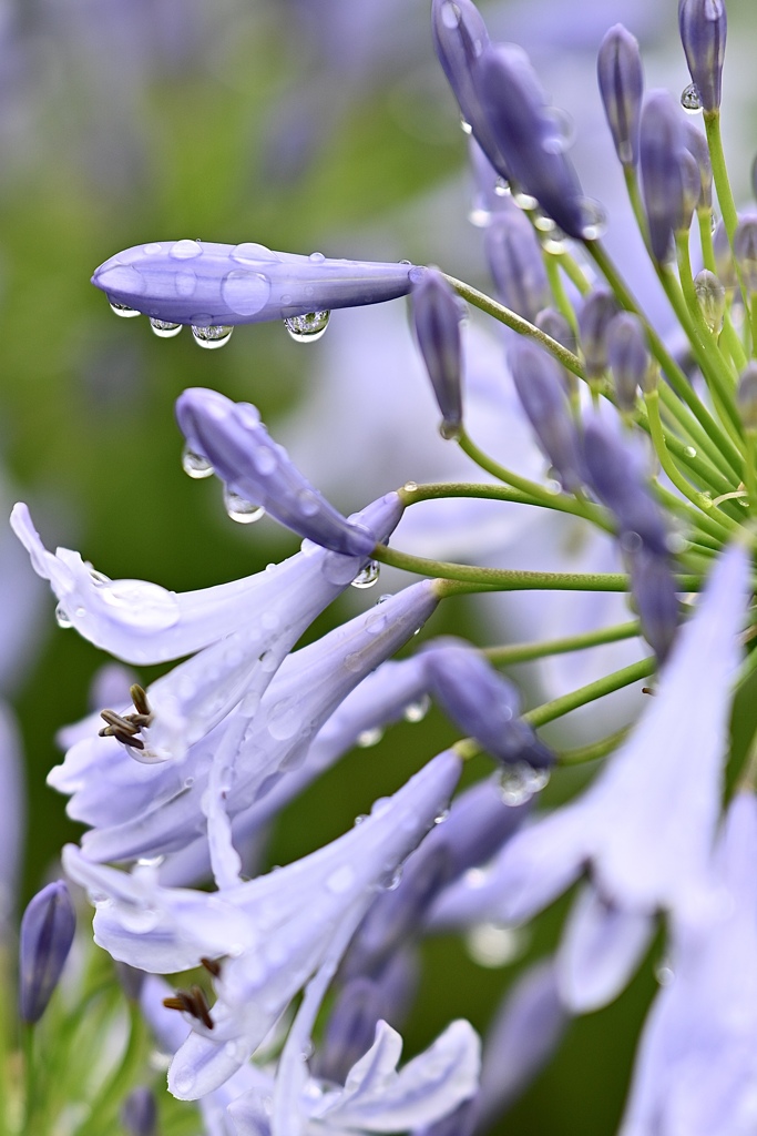 雨上がりの美