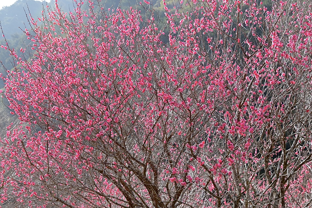 紅梅満開〜＾＾
