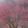 紅梅満開〜＾＾