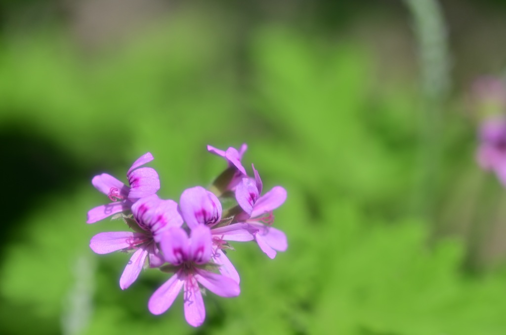 清楚な花